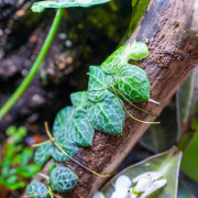 Terrarium planté 30x30x45 pour mante, mygale et insectes
