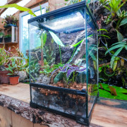 Terrarium planté MALAISIE 30x30x45 cm