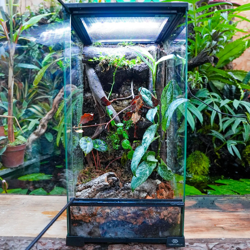 Terrarium planté 30x30x60 pour mante, mygale et insectes