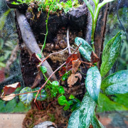 Terrarium planté 30x30x60 pour mante, mygale et insectes