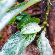 Terrarium planté 30x30x60 pour mante, mygale et insectes