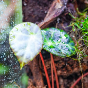 Terrarium planté 30x30x60 pour mante, mygale et insectes