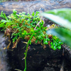 Terrarium planté 30x30x60 pour mante, mygale et insectes