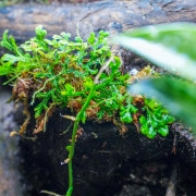Terrarium planté 30x30x60 pour mante, mygale et insectes