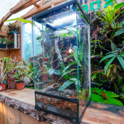 Terrarium planté 30x30x60 pour mante, mygale et insectes