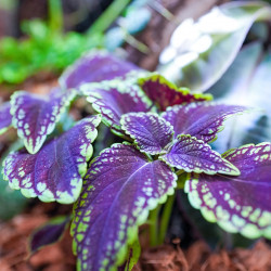 Coleus Abbey Road