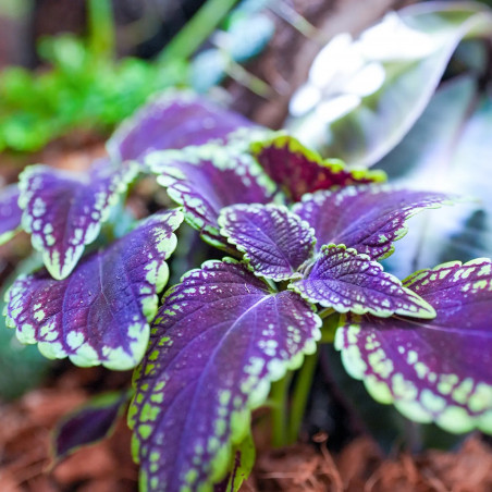 Coleus Abbey Road