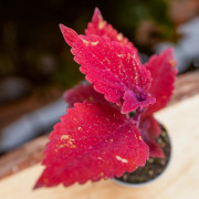 Coleus scutellarioides ‘Red Head’ | Red Tropical Foliage Plant
