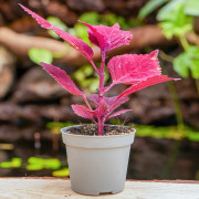 Coleus scutellarioides ‘Red Head’ | Red Tropical Foliage Plant