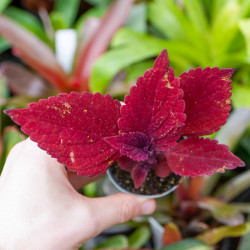 Coleus scutellarioides ‘Red Head’ | Red Tropical Foliage Plant