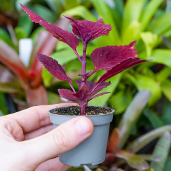 Coleus scutellarioides ‘Red Head’ | Red Tropical Foliage Plant