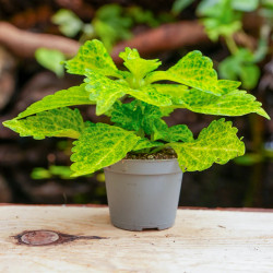 Coleus ‘Main Street River Walk’ | Lime Green Tropical Foliage Plant