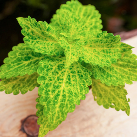 Coleus ‘Main Street River Walk’ | Lime Green Tropical Foliage Plant