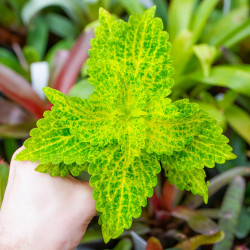 Coleus ‘Main Street River Walk’ | Lime Green Tropical Foliage Plant