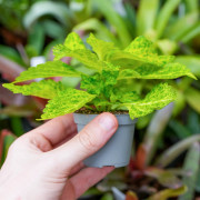 Coleus ‘Main Street River Walk’ | Plante tropicale vert lime