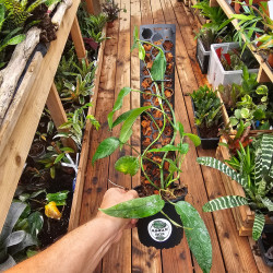 Pack of 3 Foldable 45 cm Black Plant Supports | JungleBox