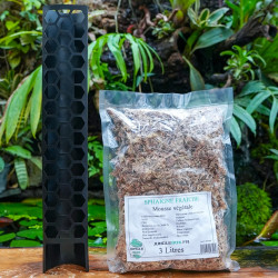 Kit tuteurs noirs 45 cm à plier et sphaigne 3L