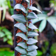 Tuteur plastique noir 45 cm à garnir – Sphaigne ou coco | JungleBox