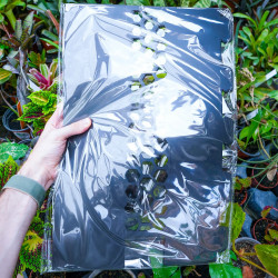 Tuteur plastique noir 45 cm à garnir – Sphaigne ou coco | JungleBox