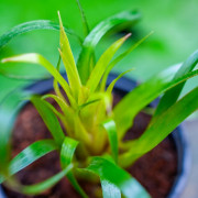 Vriesea Astrid – Red Tropical Bromeliad | JungleBox