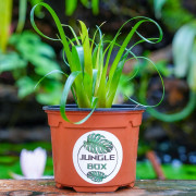 Vriesea Astrid – Red Tropical Bromeliad | JungleBox