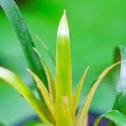 Vriesea Astrid – Red Tropical Bromeliad | JungleBox