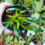 Vriesea Astrid – Red Tropical Bromeliad | JungleBox