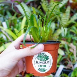 Vriesea Astrid – Red Tropical Bromeliad | JungleBox