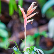 Vriesea Astrid – Red Tropical Bromeliad | JungleBox