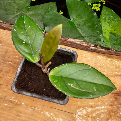 Hoya carnosa – Tropical Climbing Plant for Terrariums | JungleBox