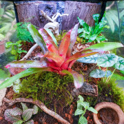 Planted Terrarium 45x45x45 with LED | JungleBox