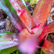 Planted Terrarium 45x45x45 with LED | JungleBox