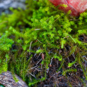 Planted Terrarium 45x45x45 with LED | JungleBox