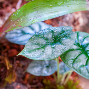 Terrarium planté 45x45x45 cm avec éclairage LED et plantes tropicales