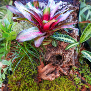 Planted Terrarium 45x45x45 with LED | JungleBox