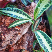 Planted Terrarium 45x45x45 with LED | JungleBox