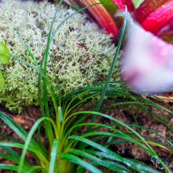 Terrarium planté 45x45x45 cm avec éclairage LED et plantes tropicales