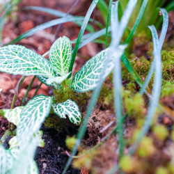 Terrarium planté 45x45x45 cm avec éclairage LED et plantes tropicales