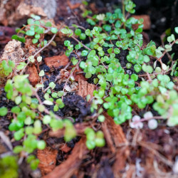 Planted Terrarium 45x45x45 with LED | JungleBox