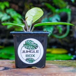 Hoya carnosa – Plante tropicale grimpante pour terrarium | JungleBox
