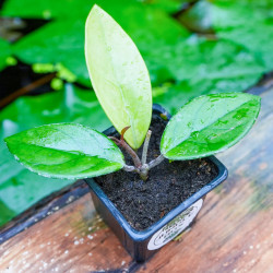 Hoya carnosa – Plante tropicale grimpante pour terrarium | JungleBox