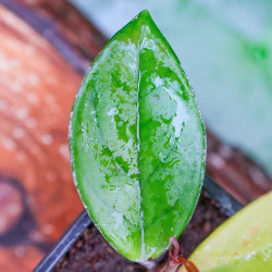 Hoya carnosa – Plante tropicale grimpante pour terrarium | JungleBox