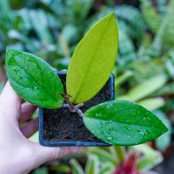 Hoya carnosa