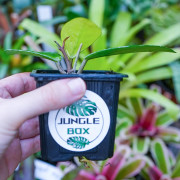 Hoya carnosa – Plante tropicale grimpante pour terrarium | JungleBox