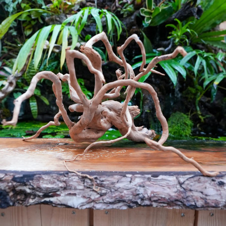 Racine araignée rouge 25 à 45 cm WYSIWYG | JungleBox