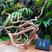Racine araignée rouge 25 à 45 cm WYSIWYG | JungleBox