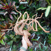 Racine araignée rouge 25 à 45 cm WYSIWYG | JungleBox