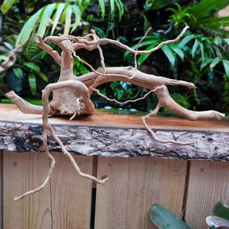 Racine araignée rouge 25 à 45 cm WYSIWYG | JungleBox