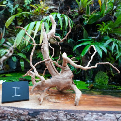 Racine araignée rouge 25 à 45 cm WYSIWYG | JungleBox