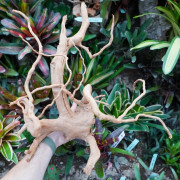 Racine araignée rouge 25 à 45 cm WYSIWYG | JungleBox